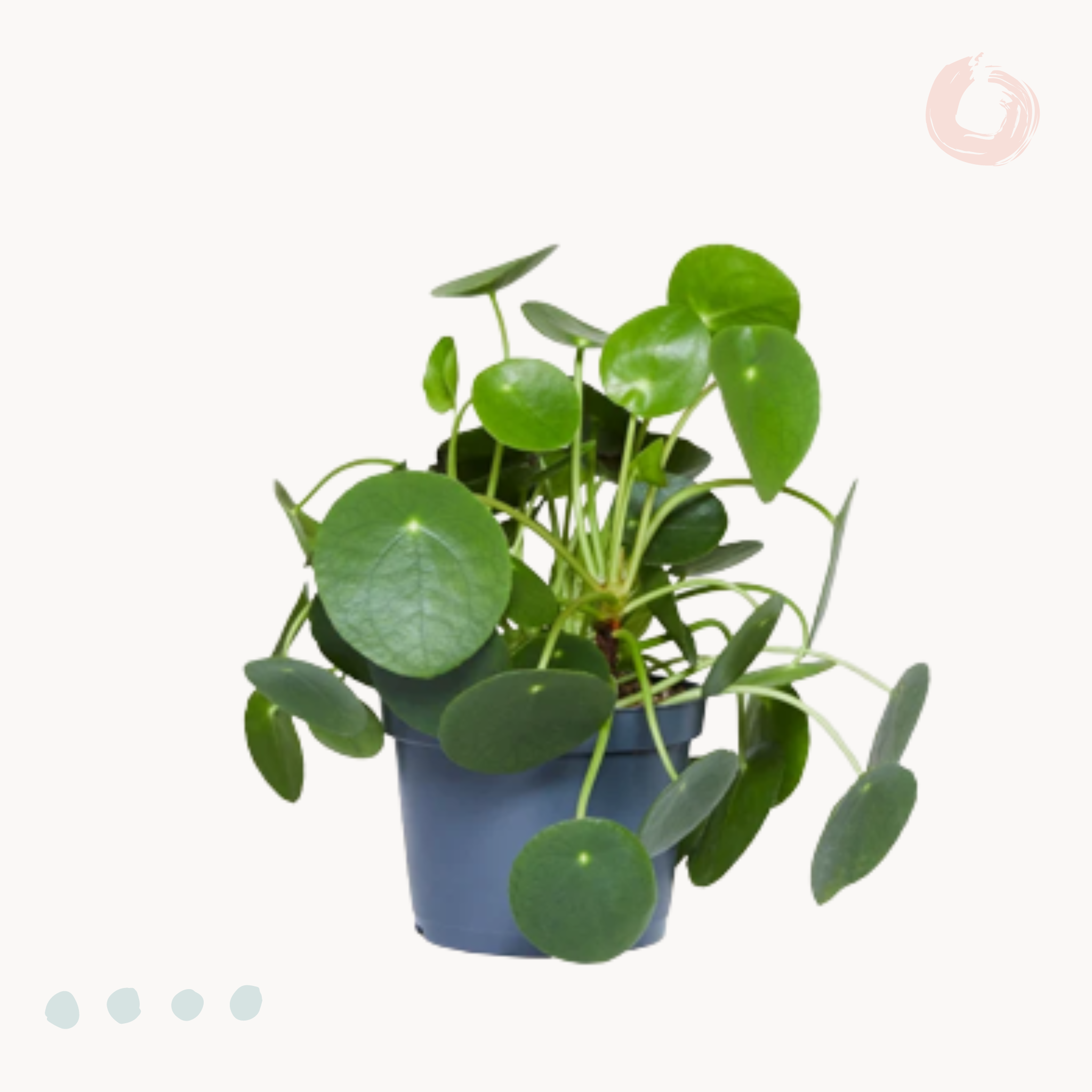 Πιλέα Peperomioides