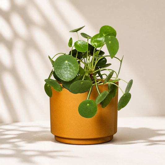 Πιλέα Peperomioides