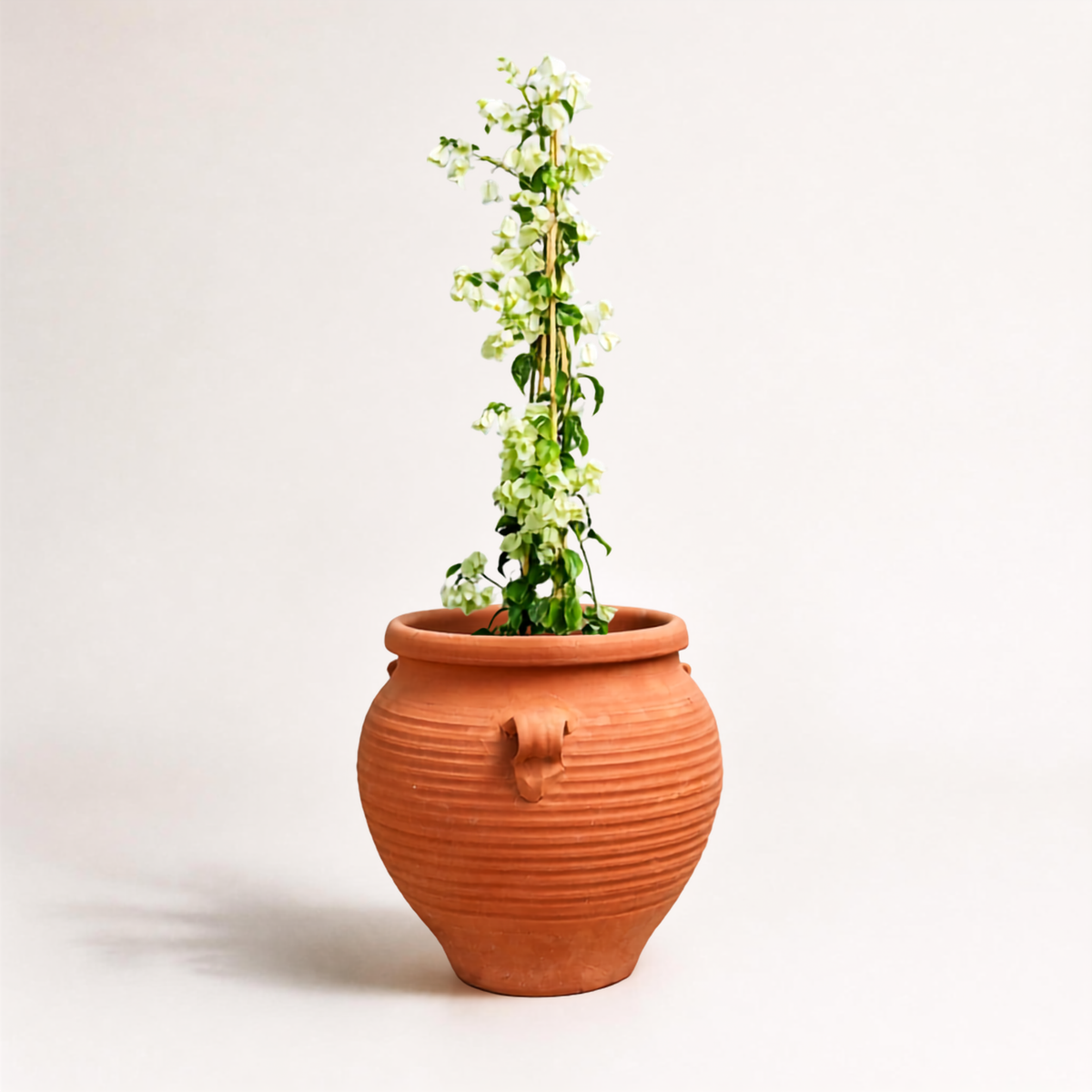 Βουκαμβίλια