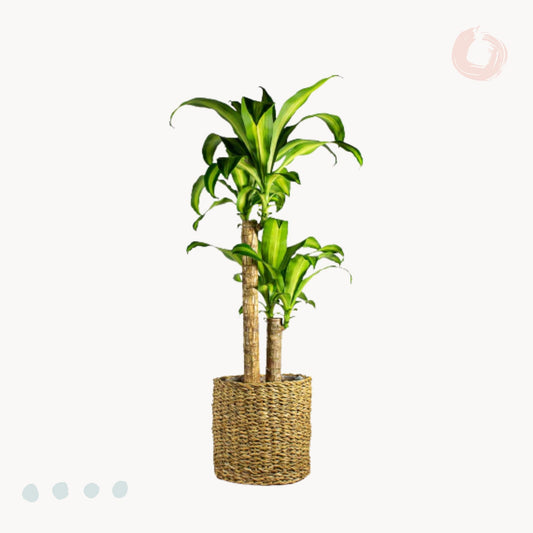 dracaenafragrans se kerameiko kaspo happyplants