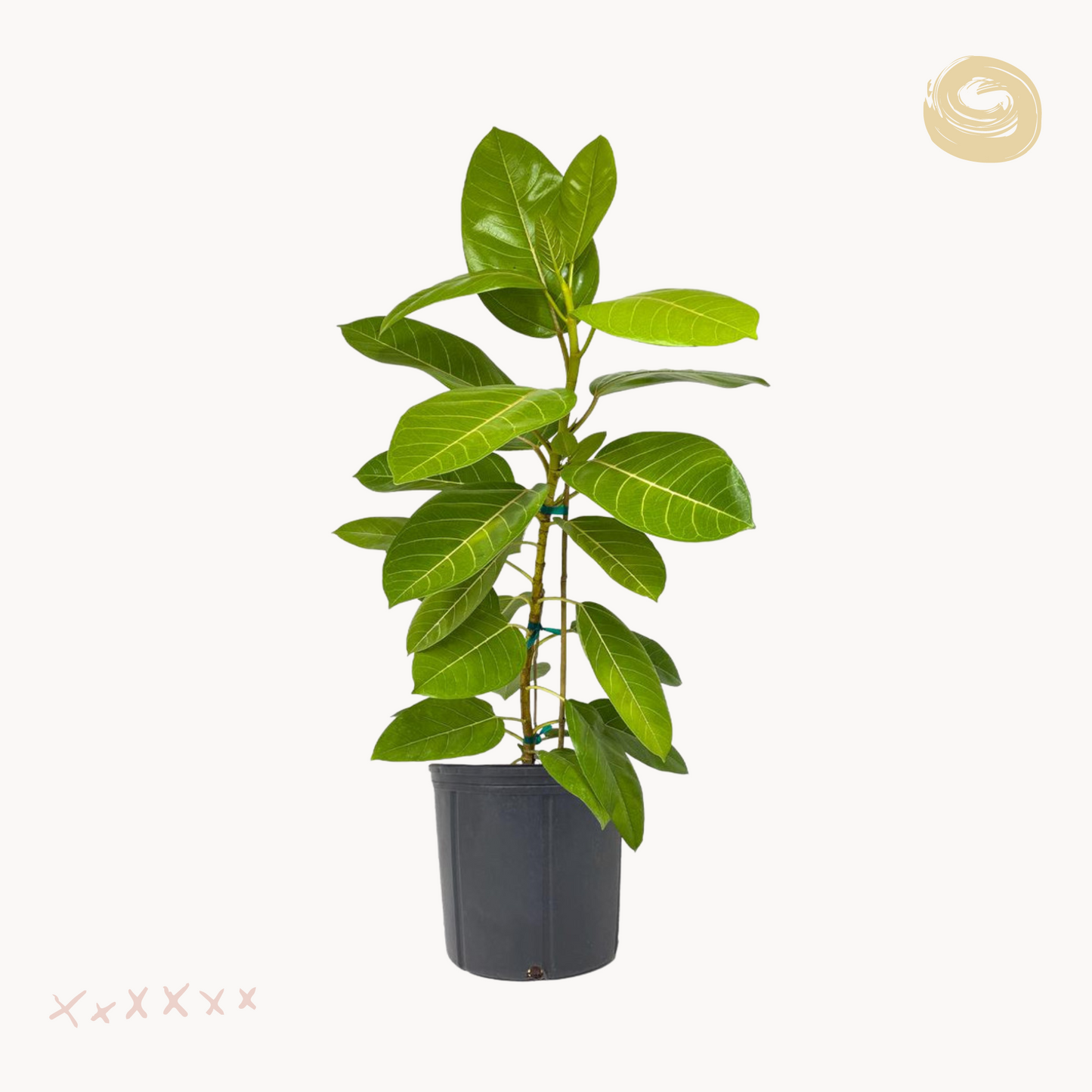 ficus altissima glastra happyplants