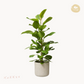 ficus altissima kaspo happyplants