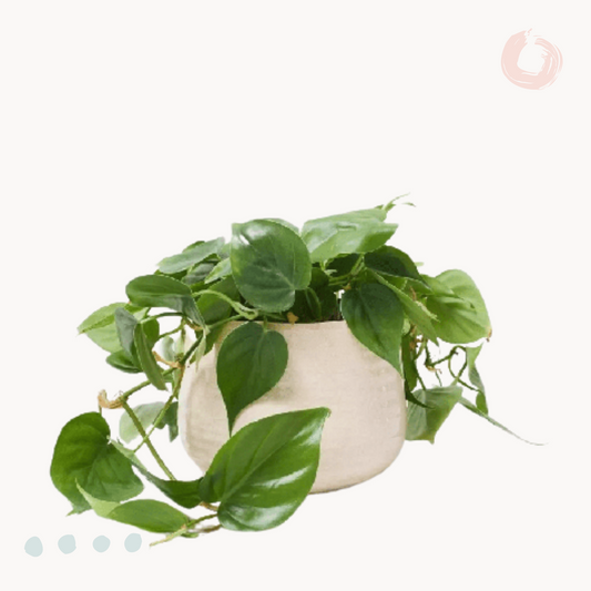 philodentro brazil kaspo happyplants