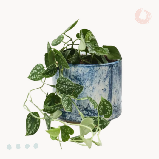 scindapsus pictus kaspo happyplants