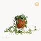 string of hearts glastra happyplants