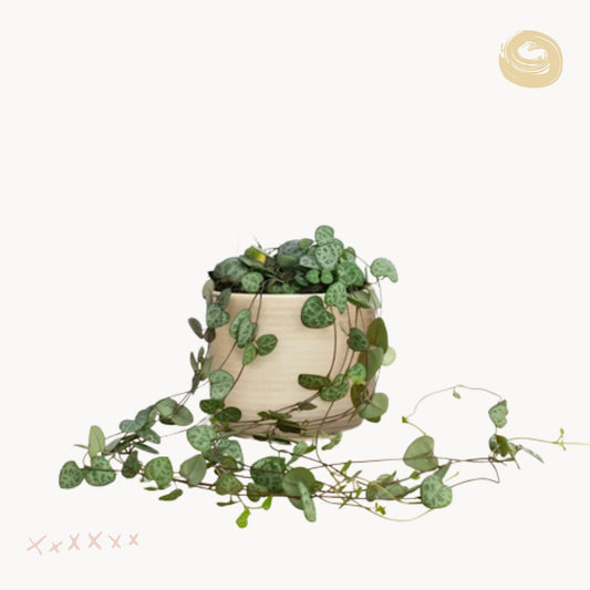 string of hearts kaspo happyplants