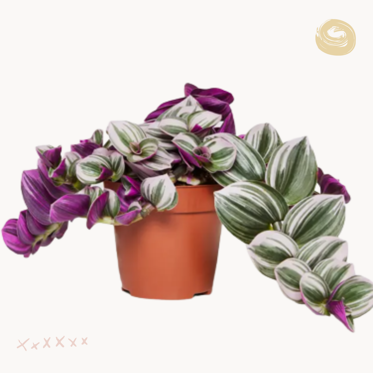 tradescantia nanouk glastra happyplants